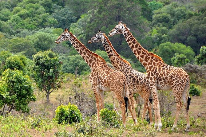 4 Days 3 Nights Tanzania Classic Lodge Safari Tarangire, Lake Manyara,Ngorongoro - Safari Itinerary Overview