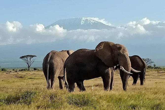 4 Days Amboseli Explorer - Good To Know