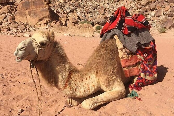 4 Days and 3 Nights Tour in Jordan - Good To Know