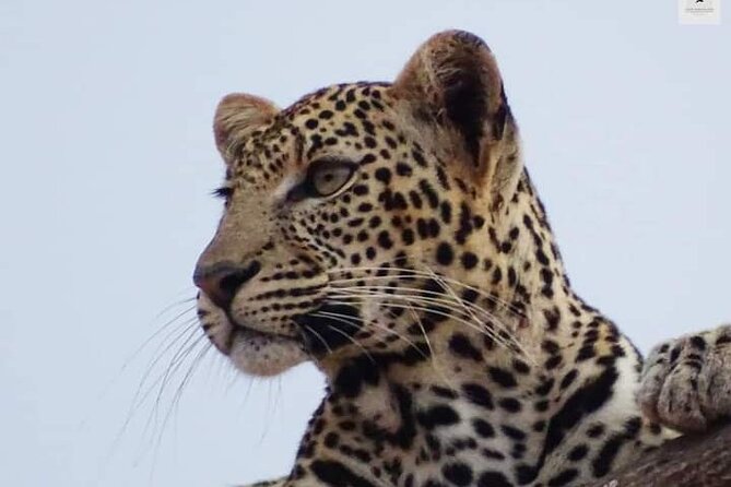 4 Days Best of Kenya Safaris From Watamu - Good To Know