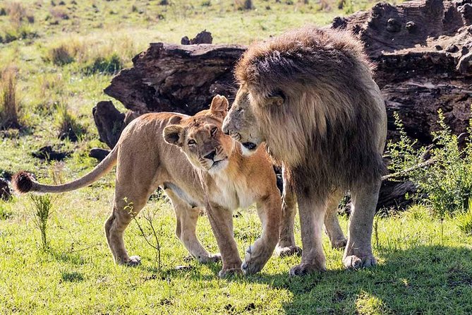 4 Days Best of Wildlife Safari in Kenya