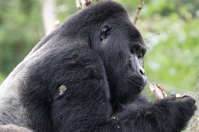 4 Days Bwindi Impenetrable National Park Wildlife Safari - Good To Know