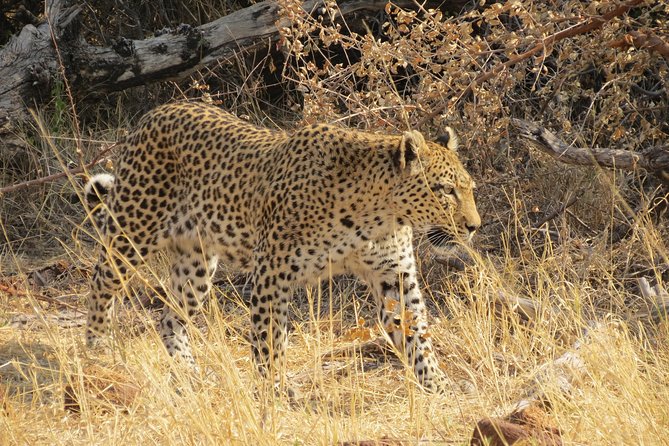 4 Days Camping Safari in Central Kalahari Game Reserve & Nxai Pan - Good To Know