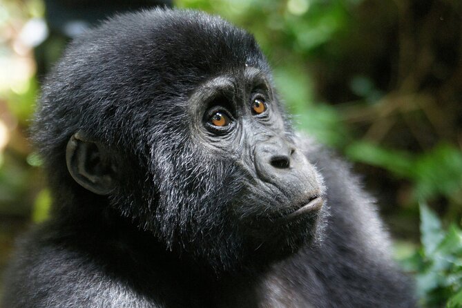 4 Days Gorilla Private Trekking in Bwindi National Park - Good To Know