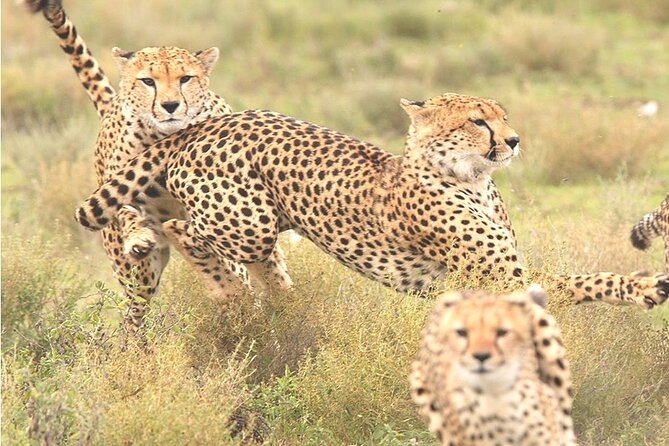 4 Days Great of Maasai Mara Lake Nakuru Joining Safari - Good To Know