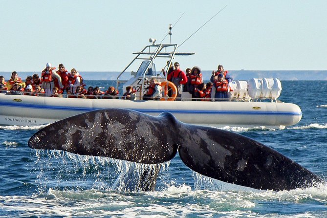 4 Days in Peninsula Valdes - Whales, Penguins & Sea Lions Watching - Good To Know
