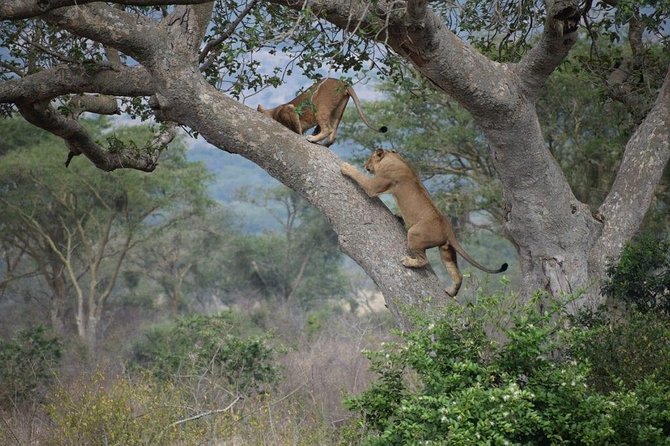 4 Days Joining Safari Tour Tanzania - Tour Itinerary Highlights