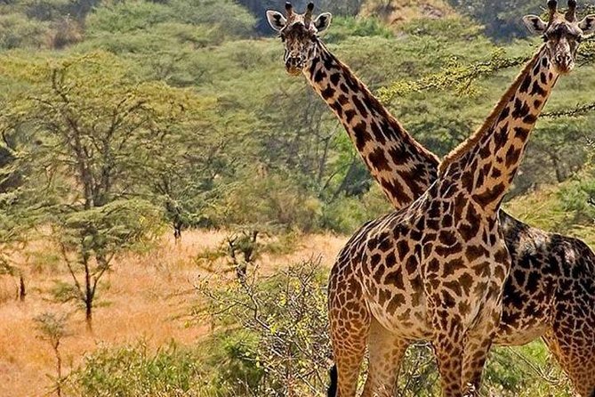 4 Days Kidepo National Park Tour - Good To Know