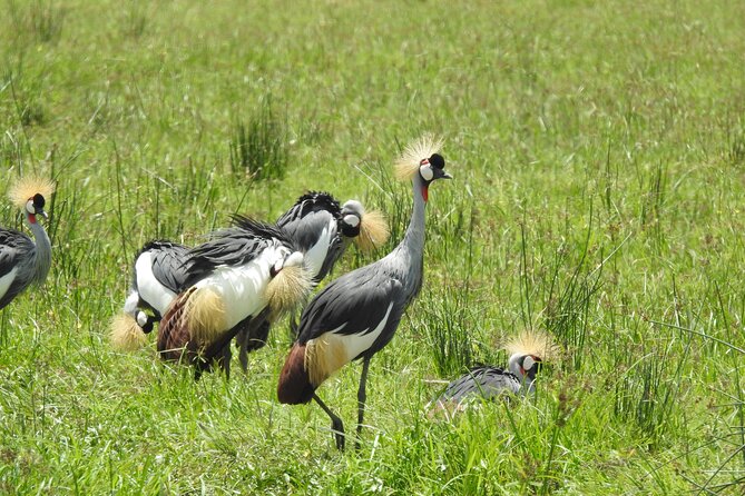 4 Days Mid Range Safari to Serengeti and Ngorongoro Crater - Good To Know