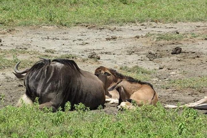 4 Days Mikumi National Park & Udzungwa From Dar Es Salaam / Zanzibar - Good To Know