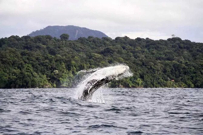 4 Days Pacific Coast Whale Watching - Good To Know