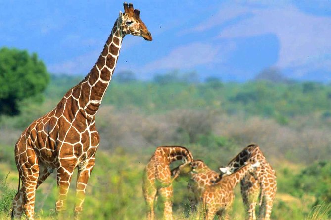4 Days Samburu and Meru National Reserve - Good To Know