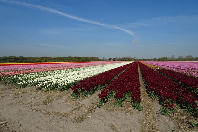 4 Hours Private Tour of the Flourishing Flowerfields by Car or Minivan - Good To Know
