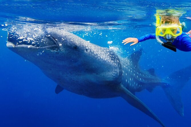 4 Hours Search & Swim With Sharks Adrenaline Swim - Good To Know