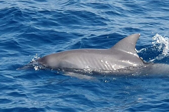 4 Hours Snorkeling With Dolphins by Private Speed Boat - Hurghada - Tour Overview
