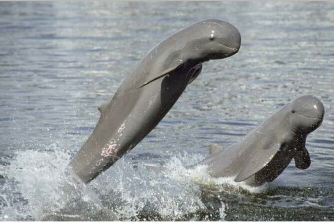 4 Hours Taking Tuk Tuk to See Mekong Dolphins and Countryside - Good To Know