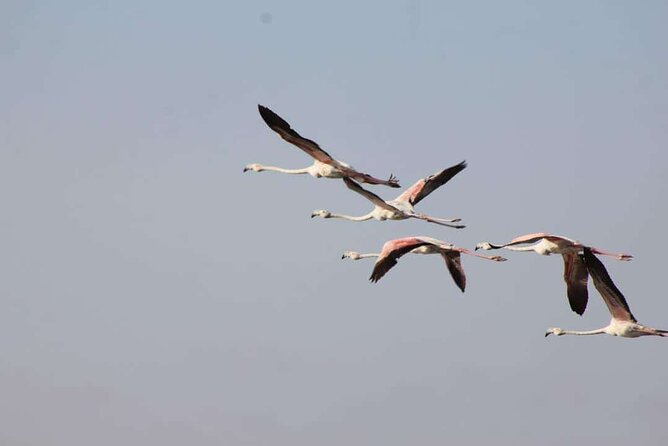 4*4 Jeep Safari & Souss Massa National Park Including Lunch - Good To Know
