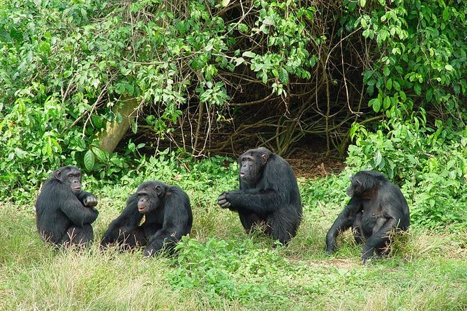 1 Day Chimpanzee Tour of Ngamba Island - Price, Cancellation, and Reservation
