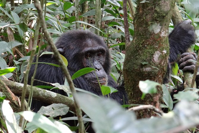 1 Day Chimpanzee Tracking in Budongo Forest and Kaniyo Pabidi - Reservation Process