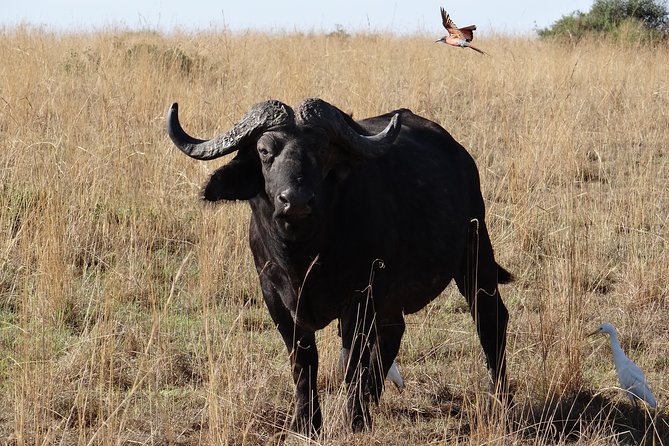 1 Day Lake Mburo Nature Safari Holiday Tour - Logistics and Requirements