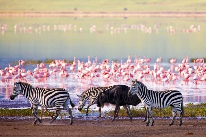 1 Day Manyara National Park - Pickup Information