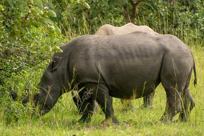 1 Day Rhino Tracking in Uganda (Ziwa Rhino Sanctuary - Booking Process