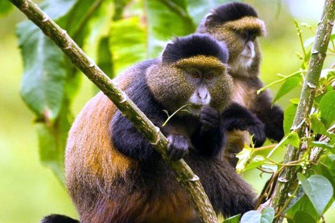 1 Day Rwanda Golden Monkey Tracking Tour - Health and Safety Guidelines