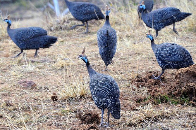 1 Day Safari - Ol Pejeta Conservancy. - Availability and Reservations