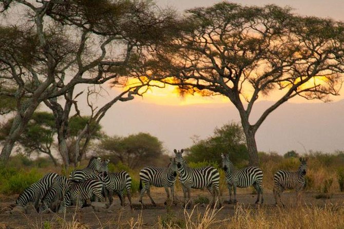 1 Day Tarangire National Park Day Tours - What To Expect