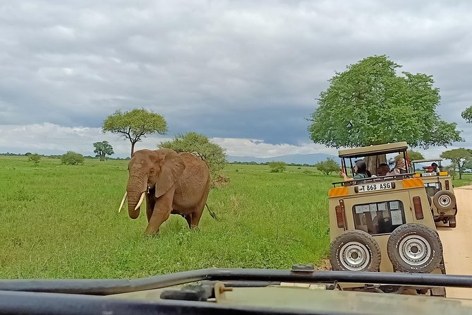 1-Day Tarangire National Park Tour - Activity Information