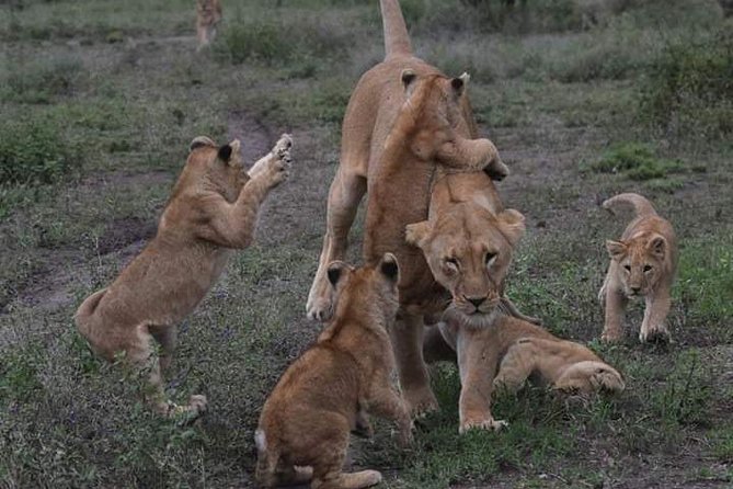 1 Day Trip at Ngorongoro Crater - The Sum Up