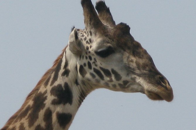 1 Day Trip to Hells Gate National Park and Lake Naivasha Boat Ride - Pricing and Payment
