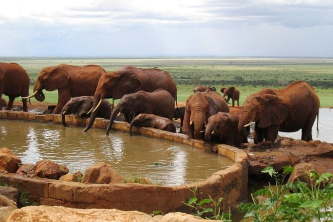 1 Day Tsavo East Safari From Kenya Coast (Cost Based on Minimum 2 Persons) - Cancellation Policy