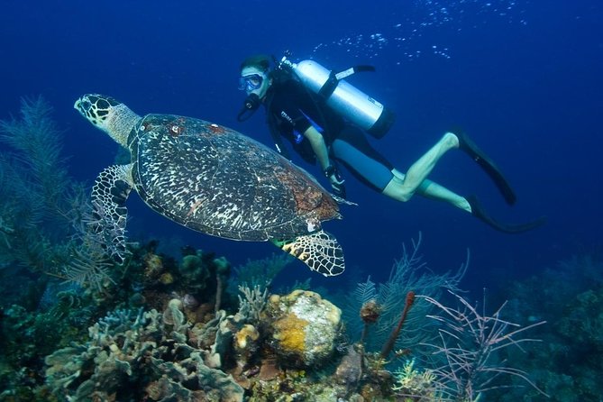 1 Tank Fun Dive From West Side of Island Including Ground Transportation - Price Details and Booking Policy