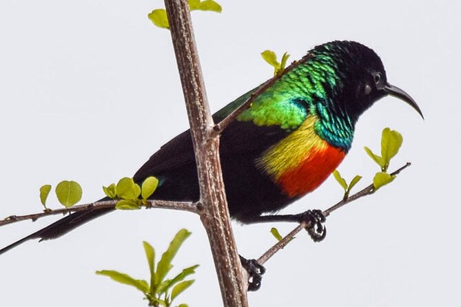 10-DAY Southern Tanzania Safari Circuit With Accommodation - Meals Included in the Safari Package