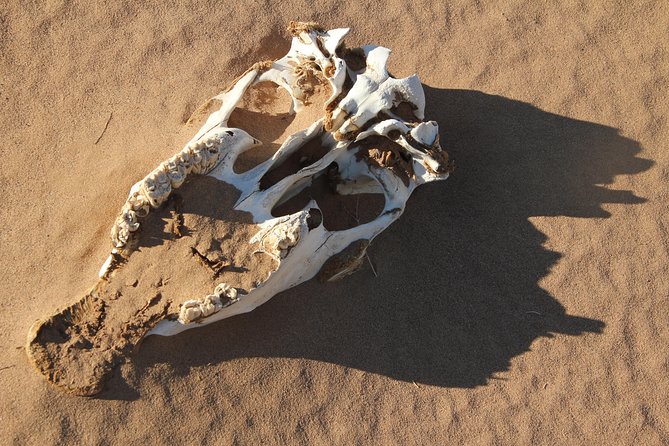 10 Days Gobi Desert and Express Mongolia