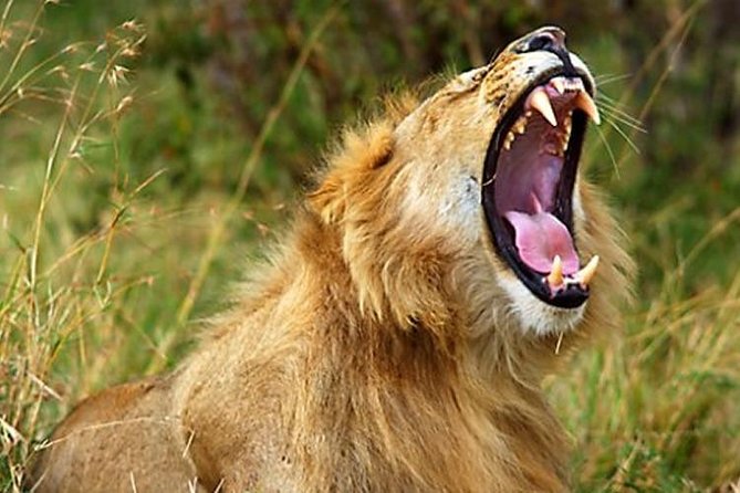 10 Days Kenya Photographic Safari Package - Expert Guides