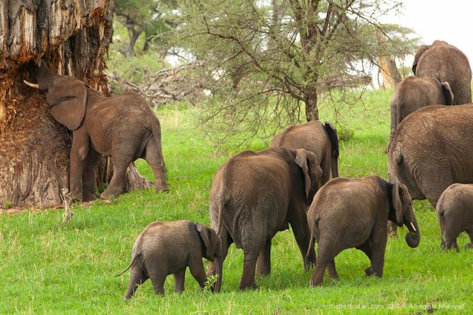 11 Days / 10 Night Private Group Safari - Safety and Health Guidelines