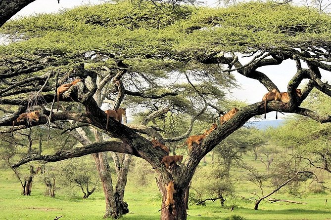 11 Days Best Tanzania Northern Circuit Luxury Wildlife Safari - Flexible Pickup Locations