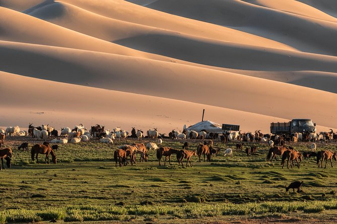 11 Days Camel Caravan of South Gobi - Travel Tips and Recommendations
