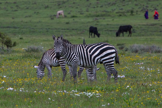 11 Days Classic Luxury Safari Tour Tanzania - Exclusions and Recommendations