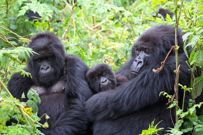 11 Days Classic Wildlife Of Uganda Tour - Additional Details