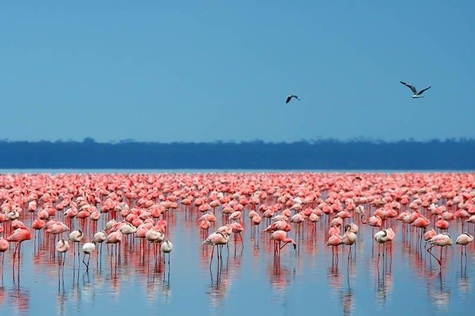 11 Days Kenya Photographic Safari - Additional Tour Information