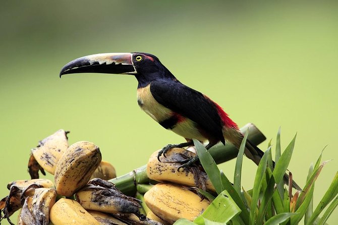 11 Days Ultimate Escape Costa Rica, Self Drive From Liberia - Other Important Considerations
