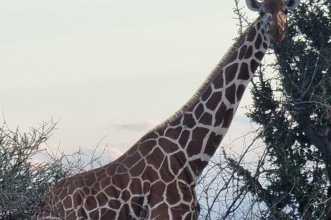 11 Days Vegans Private Safari - Wildlife Encounters