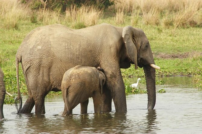 12-Day Uganda Gorillas, Chimps and Wildlife Safari - Meals and Dining Options