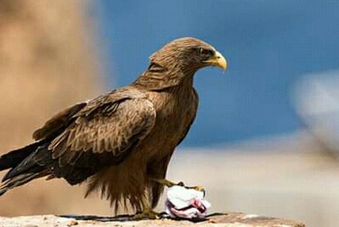 12 Days :Birding Tours in Senegal - Tour Duration