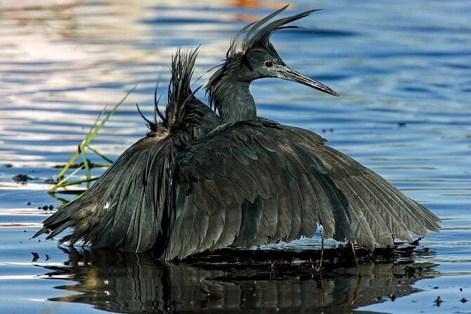 12 Days Private Safari in Tanzania With a Zanzibar Beach Getaway - Meals and Dining Options