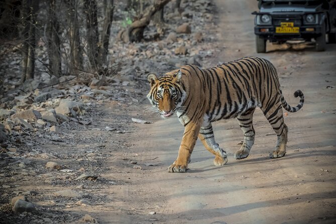 12 Days Private Wildlife Tours in India - Day 2: Explore Ranthambore National Park