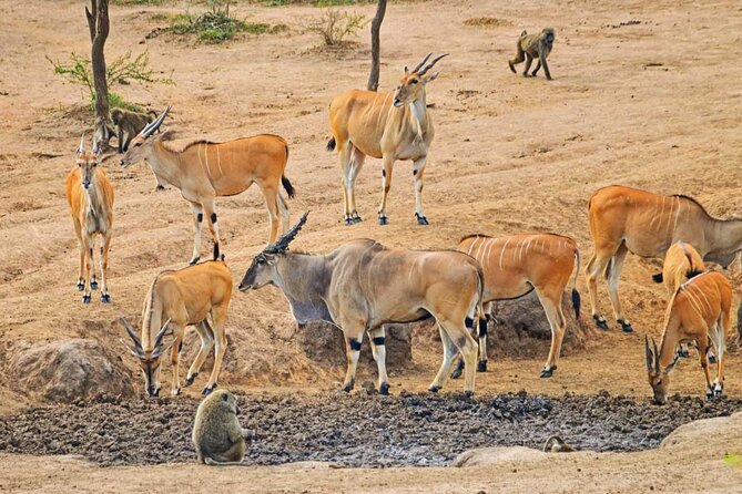 13-Day Wildlife and Gorilla Trekking Safari - Gorilla Trekking Experience
